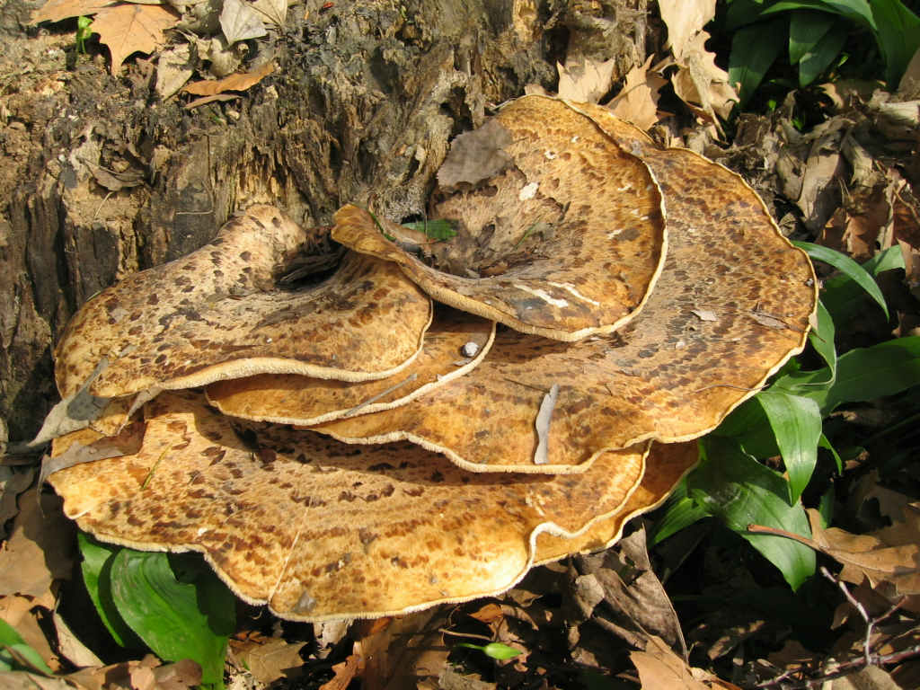I Funghi primaverili: Polyporus squamosus